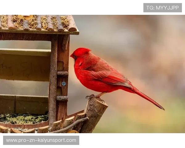 红雀连败继续，媒体称主帅帅位堪忧，红雀是谁